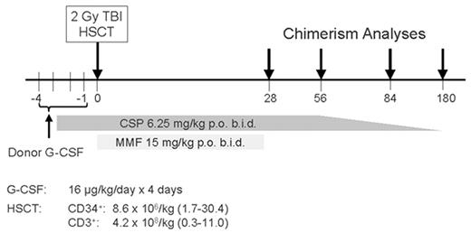 Figure 4. Nonmyeloablative allogeneic transplant schema. / Abbreviations: TBI, total body irradiation; HSCT, hematopoietic stem cell transplantation; G-CSF, granulocyte colony stimulating factor; CSP, cyclosporine; MMF, mycophenolate mofetil.