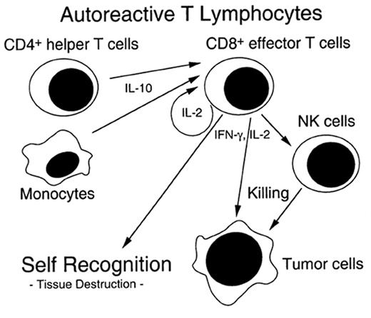 Figure 2. Potential mechanism of chronic graft-versus-host disease (GVHD) induction. / Autoreactive T cells are generated by prior damage to the immune system from acute GVHD, host immune system factors such as age, and/or T helper cell population administered with the transplant. Effector cells help generate a graft versus tumor effect as well as chronic GVHD. (Figure from Dr. A. Hess, Johns Hopkins Oncology).