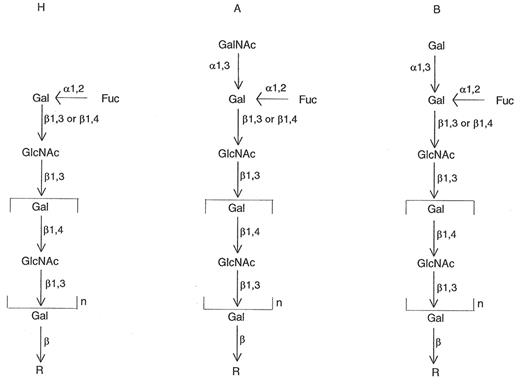 Figure 2. Type 1 (β1,3 linkage) and Type 2 (β1,4 linkage) H, A, and B chains.