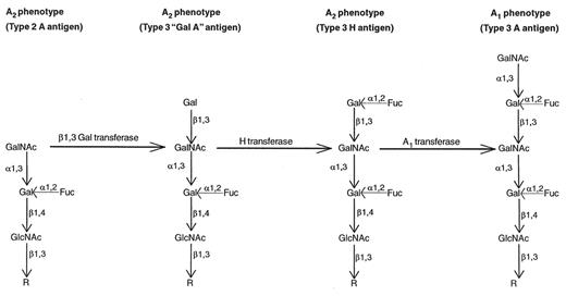 Figure 3. A model for the structural differences between antigens constructed by the A1 and A2 subgroup transferases.14. / A1 and A2 subgroup α(1,3)N-acetylgalactosaminyltransferases can form the type 2 A moieties (at left) characteristic of the A2 phenotype. These molecules may then serve as precursors for the action of a β(1,3) galactosyltransferase (β1,3Gal transferase) that synthesizes a type 3 precursor (type 3 Gal A) also characteristic of the A2 phenotype. The H locus α(1,2)fucosyltransferase (H transferase) then modifies this precursor, yielding a type 3 H antigen. Type 3 H determinants are then efficiently utilized as substrates by the A1 transferase (but not by the A2 transferase) to form type 3 A molecules that maintain repetitive A-reactive units, and that are proposed to be responsible for the A1 phenotype. R indicates the glycoconjugate substructure that consists of N-linked, O-linked, or lipid-linked glycoconjugates.