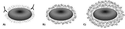 Figure 4. Illustration of the potential advantages of crosslinking. / (A) Monofunctional polyethylene glycol (PEG) gives a “hairy” coating that may still expose antigens; (B) a multifunctional PEG crosslinked with albumin forms a “shell,” giving better masking for fewer sites of attachment; (C) the procedure of (B) can be repeated to build up additional layers.31