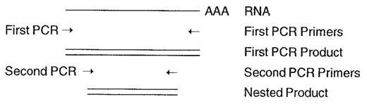 Figure 1. Nested PCR.