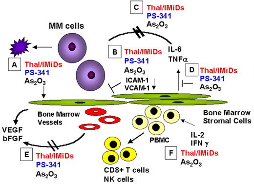 Anderson Figure 5. Mechanisms of action of novel biologically based therapies targeting multiple myeloma (MM) cells and the BM microenvironment include the following: (A) MM cell G1 growth arrest and apoptosis; (B) decreased MM-BMSC binding; (C) decreased cytokine activity; (D) decreased cytokine production in BM; (E) decreased angiogenesis; (F) induced host anti-MM immunity. / Abbreviations: BM, bone marrow; BMSC, BM stromal cell; IMiD, immunomodulatory analog; NK, natural killer; VEGF, vascular endothelial growth factor.