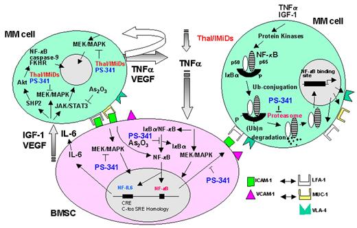 Anderson Figure 6. Signaling pathways triggered by cytokines and their inhibition by novel therapeutic agents in multiple myeloma (MM). / Abbreviations: BMSC, bone marrow stromal cell; IGF, insulin growth factor; IL, interleukin; VEGF, vascular endothelial growth factor.