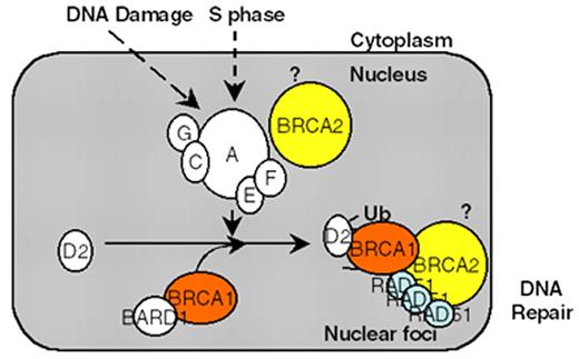 D’Andrea Figure 1 (in D’Andrea et al). Schematic representation of the Fanconi anemia (FA) pathway. / DNA damage-inducible or S phase–specific monoubiquitination of FANCD2 requires the FA protein complex (A,C,G,E,F complex). Loss of any one of these five FA protein subunits results in instability and degradation of the other subunits. Monoubiquitination targets D2 to DNA repair foci containing BRCA1, BRCA2, and RAD51. The BRCA2 protein may function upstream in this pathway by promoting D2 monoubiquitination and/or downstream in the pathway by promoting homologous recombination repair. The interaction of BRCA2/FANCD1 with the RAD51 protein strongly supports a role of this pathway in the regulation of DNA repair activity. Disruption of this pathway leads to chromosome breakage, pancytopenia, and cancer predisposition.