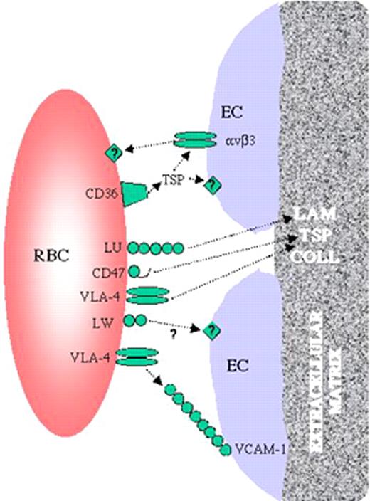 Telen fig 1 (in Garratty et al). Interactions between sickle red cells and the endothelium. / Sickle red cells have been shown to bear an array of adhesion receptors. Some of these, such as CD47, VCAM-1, and the Lutheran blood group protein (LU), are capable of binding extracellular matrix components such as thrombospondin (TSP) and laminin (LAM). Others, including CD36, VLA-4 and LW, appear to mediate red cell binding to endothelial cells, possibly through intermediary linking molecules such as soluble plasma TSP in some cases. Collagen (COLL) is also a major component of the subendothelial extracellular matrix. Some investigators have theorized that endothelial cell damage in sickle cell disease results in exposure of subendothelial matrix to circulating blood cells between retracted endothelial cells.