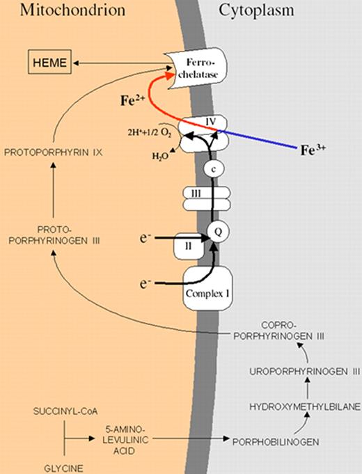 Gattermann Figure 4 (in Greenberg et al). Schematic representation of the heme biosynthetic pathway and its connection with the electron transport chain of the inner mitochondrial membrane. / The mitochondrial respiratory chain provides electrons needed to convert Fe3+ into Fe2+. Only Fe2+ can pass through the inner mitochondrial membrane. The respiratory chain creates the membrane potential needed to carry Fe2+ through the inner mitochondrial membrane. Iron must be provided in the right chemical form, because ferrochelatase can use only Fe2+ for heme synthesis.