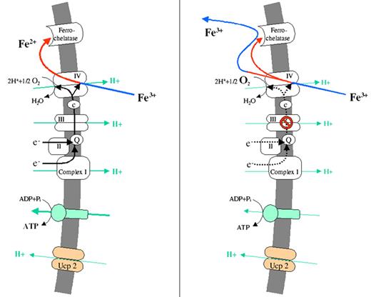 Gattermann Figure 5 (in Greenberg et al). Pathogenesis of mitochondrial iron overload as a consequence of respiratory chain dysfunction. / (A) Uncoupling protein-2, which is expressed during erythroid differentiation, diminishes the mitochondrial protein gradient. This stimulates the respiratory chain to run faster to restore the gradient. Accordingly, oxygen consumption is increased and a low-oxygen environment is created, which is needed to protect Fe2+ from reoxidation. / (B) A respiratory chain defect will slow down oxygen consumption and will thus leave more oxygen in the mitochondrial matrix. Therefore, some of the imported Fe2+ will become reoxidized. Fe3+ will be rejected by ferrochelatase and will thus accumulate in the mitochondrial matrix.