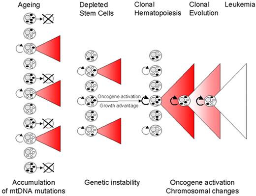 Gattermann Figure 6 (in Greenberg et al). Proposed model of MDS pathogenesis including mitochondrial pathology. / With advancing age, hematopoietic stem cells accumulate mutations of mitochondrial DNA (mtDNA). If a stem cell with mutant mtDNA becomes transformed by additional mutations in the cell nucleus, a clonal bone marrow can be established and the clinical picture of MDS can arise. MtDNA mutations may play a major role in shaping the phenotype of the MDS clone, as exemplified by the formation of ringed sideroblasts. In addition, by contributing to genomic instability, mtDNA mutations may facilitate the transforming event that initiates an MDS clone and may also promote further chromosomal changes which drive the clonal evolution towards leukemia.
