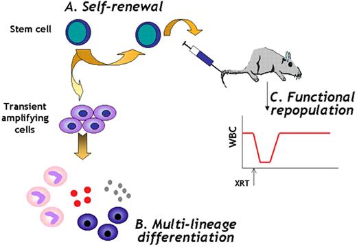 Verfaillie Figure 5. Stem cell definition. / Stem cells are cells (A) that have extensive self-renewal ability, (B) that have multilineage differentiation ability, and (C) that can rescue a lethally damaged tissue in vivo for the lifetime of the recipient. / Abbreviations: WBC, white blood cells; XRT, lethal irradiation.