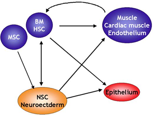 Verfaillie Figure 6. Stem cell plasticity. / Over the past 5 years, at least 50 papers have been published demonstrating that cells or stem cells of one tissue can give rise to cells with phenotypic, morphologic, and in some instances functional characteristics of differentiated cells of a second tissue. Some of these apparent lineage switches occur between tissues that are derived from a different germ layer. / Abbreviations: BM, bone marrow; HSC, hematopoietic stem cells; MSC, mesenchymal stem cells; NSC, neural stem cells.