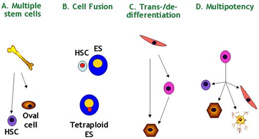 Verfaillie Figure 7. Stem cell plasticity—possible mechanisms. / Four possible hypotheses exist to explain stem cell plasticity: (A) multiple stem cells may coexist in multiple tissues; (B) donor cells may fuse with host cells and acquire characteristics of the host cells; (C) cells may undergo de- and redifferentiation, or trans-differentiate; (D) multipotent stem cells “akin” to ES cells may persist past initial lineage specification. Scientific evidence exists for all possible explanations. / Abbreviations: ES, embryonic stem; HSC, hematopoietic stem cells.