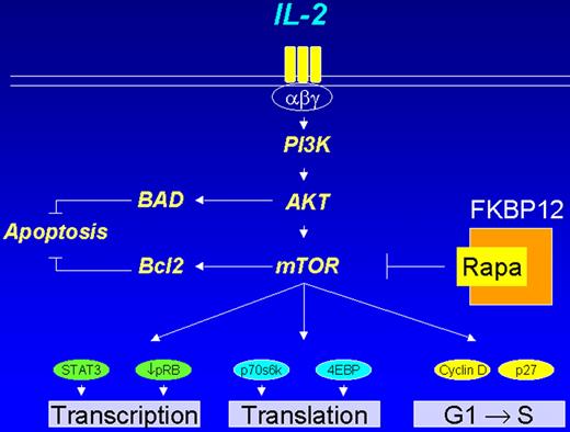 Cheson Figure 1 (in Vose et al). PI3 kinase pathway in lymphoid cells.