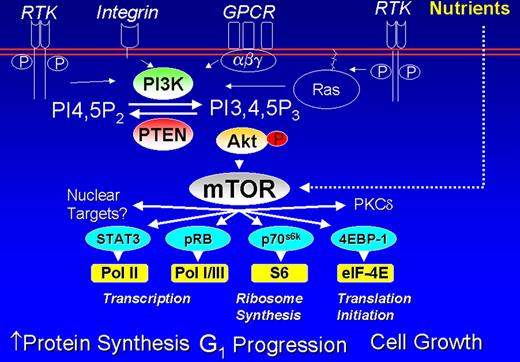 Cheson Figure 2 (in Vose et al). PI3/AKT/mTOR pathway.