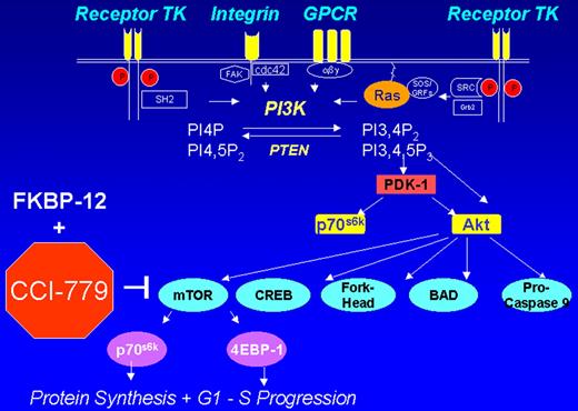 Cheson Figure 3 (in Vose et al). CCI-779 signal transduction pathway.