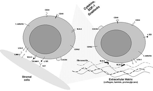 Figure 1. Interactions of normal and leukemic progenitors with the hematopoietic microenvironment (HM). / Abbreviations: SDF, stromal-derived factor; VLA, very late antigen; LFA, lymphocyte function antigen; CAM, cell adhesion molecule; VCAM, vascular adhesion molecule; SCF, stem cell factor.