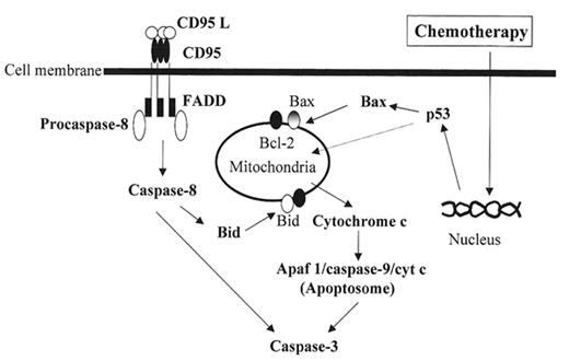 Figure 4. Diagram of the mitochondrial and death receptor pathways of cell death. See text for description.
