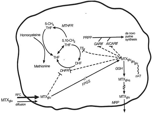 Figure 7. Genes (italicized) whose products interact with methotrexate include DHFR (dihydrofolate reductase), GGH (gamma glutamyl hydrolase), MTHFR (methylenetetra-hydrofolate reductase), and FPGS (folylpoly-glutamate synthetase). All are subject to common genetic polymorphisms.