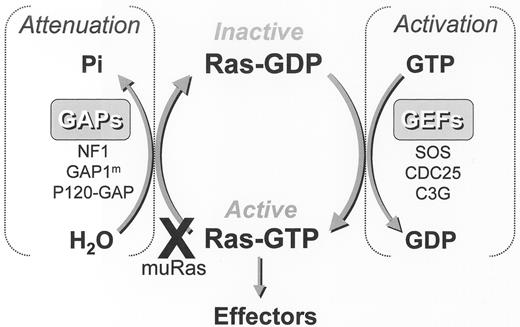 Figure 2. Ras activation cycle. / Trophic signals activate guanine exchange factors (GEFs) such as SOS and CDC25 to accelerate the rate of guanosine diphosphate (GDP) dissociation, stabilize the Ras protein in its nucleotide free state, and facilitate guanosine triphosphate (GTP) binding. GTPase activating proteins (GAP) accelerate GTP hydrolysis thereby inactivating Ras. Sustained Ras activation may occur in mutant Ras proteins in which GTPase response to GAP binding is inactivated, or by mutational inactivation of GAPs.