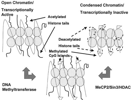 Figure 4. Impact of chromatin remodeling on gene transcription. / Methylated cytosine residues in CpG dinucleotides in promoter regions of genes recruit transcriptional repression complexes including histone deacetylases. The deacetylated lysine tails of the histones interact tightly with DNA, rendering the chromatin transcriptionally inactive.