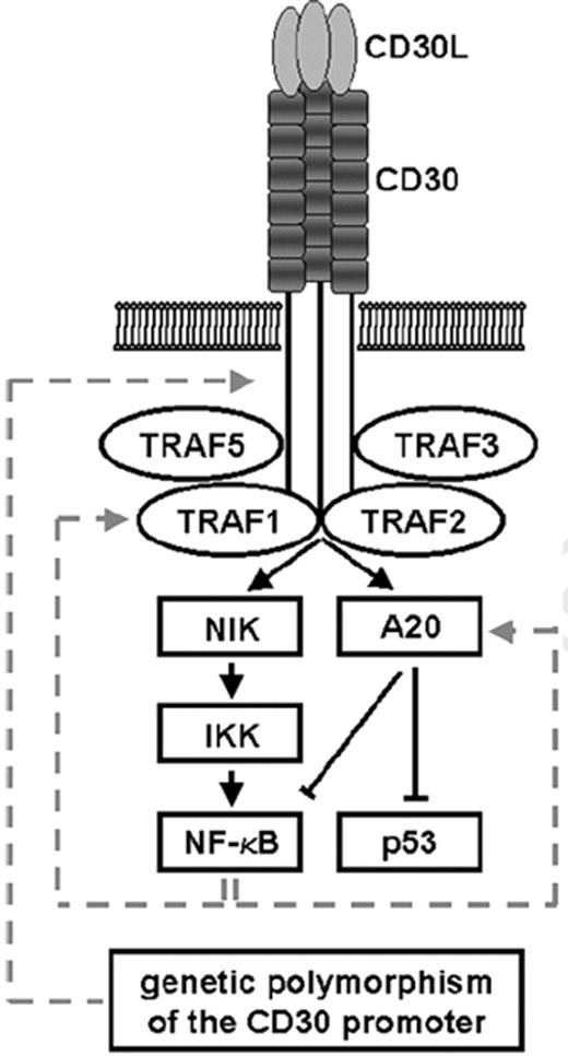 Figure 5. Schematic presentation of the CD30 receptor and intracellular binding partners as well as molecules presumably modified in their expression by activation (i.e., CD30 ligand) of the CD30 receptor. / Reprinted with permission from Durkop H, Hirsch B, Hahn C, Foss HD, Stein H. Differential expression and function of A20 and TRAF1 in Hodgkin lymphoma and anaplastic large cell lymphoma and their induction by CD30 stimulation. J Pathol. 2003;200:214–221.