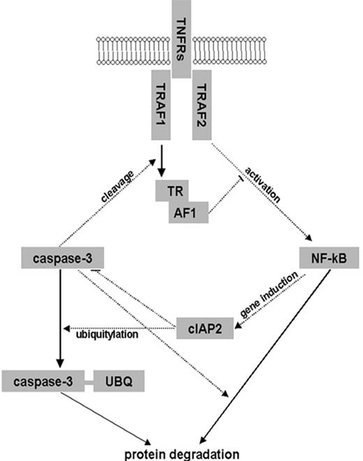 Figure 6. Schematic view of CD30 signal transduction. / The relationship of the listed components is characterized as activation by molecular interaction (normal arrow), inhibition by molecular interaction (line with terminal diagonal line), or induction of gene transcription (dotted arrow).