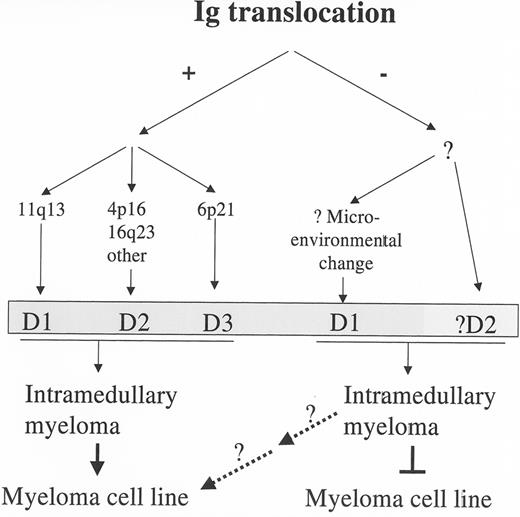 Figure 1. Two pathways of generating monoclonal gammopathy of undetermined significance (MGUS)/multiple myeloma (MM) tumors. / Tumors can be generated either with (+) or without (−) the occurrence of a primary translocation, the former being mainly nonhyperdiploid and the latter mainly hyperdiploid. Dysregulation of a cyclin D gene appears to be an early event in each case. Secondary translocations can occur in both kinds of tumors. As indicated, tumors in the former pathway selectively generate stromal independent MM cell lines, but the dashed arrows suggest the possibility that the latter pathway might generate cell lines.