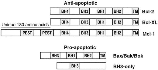 Figure 4. Structural domains of Bcl-2 family members. / Transmembrane (TM) domains mediate insertion into the mitochondrial outer membrane. The Bcl-2-homology (BH) domains 1, 2, and 3 of antiapoptotic family members form a hydrophobic binding pocket for BH3-only proteins. Mcl-1 encodes a unique amino terminal domain of 180 amino acids, which may be involved in functions that are unique to Mcl-1. The multidomain killers Bax and Bak can oligomerize to form pores in the outer mitochondrial membrane in a process regulated by BH3-only family members.