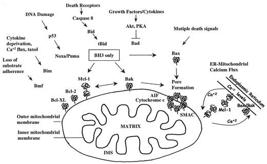 Figure 5. The induction of apoptosis by diverse death stimuli occurs through the transcriptional or posttranscriptional regulation of BH3-only proteins. / Levels of Noxa and Puma are transcriptionally upregulated by p53 in response to DNA damage. Cytokines and growth factors act as survival factors by inhibiting the proapoptotic activities of Bad and Bim through changes in the state of protein phosphorylation. Loss of cell adherence to extracellular matrix can lead to a form of apoptosis termed “anoikis,” and this is regulated by BH3 proteins that associate with actin filaments (Bmf) or microtubules (Bim). The caspase 8-mediated cleavage of Bid to form tBid acts as a link between the extrinsic and intrinsic pathways of apoptosis. BH3-only proteins translocate to the mitochondria, where they can bind to antiapoptotic (Bcl-2, Bcl-XL, Mcl-1) or proapoptotic (Bax, Bak) Bcl-2 family members to regulate mitochondrial outer membrane permeability (MOMP) and the release of cytochrome c, apoptosis-inducing factor (AIF), and SMAC/Diablo (see Figure 6). Bax is cytosolic until death signals induce a conformational change followed by its insertion into the outer mitochondrial membrane with formation of oligomers. Recent studies demonstrate that the level of Ca+2 stores in the endoplasmic reticulum (ER) and subsequent uptake of Ca+2 by the mitochondria play an important role in determining the threshold for apoptosis. This cyclical ER-mitochondrial flux of Ca+2 is regulated in part by Bax, Bak, Bcl-2 and other family members that are localized to these organelles. Abbreviations: IMS, inter-membrane space; SMAC, second mitochondrial activator of caspases; PKA, protein kinase A