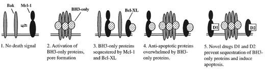 Figure 6. Model for the regulation of the mitochondrial pathway of apoptosis by Bcl-2-family members. / 1. In the absence of apoptotic stimuli, Bak molecules reside in the outer mitochondrial membrane but do not oligomerize to form pores; Mcl-1 may associate with Bak to block Bak self-association. / 2. Apoptosis-inducing signals promote the movement of BH3-only proteins to the outer mitochondrial membrane (OMM), where some BH3-only family members (e.g., Bid, Bim) transiently associate with Bak or Bax to induce a conformational change resulting in formation of homo-oligomers and induction of apoptosis. / 3. Antiapoptotic proteins such as Mcl-1 and Bcl-XL (or Bcl-2, not shown) may be overexpressed in multiple myeloma (MM) cells and sequester BH3-only proteins and prevent their interaction with Bak or Bax, thus overcoming cell death signals. Inhibition of expression of antiapoptotic proteins in MM cells could overcome this tumor survival mechanism. / 4. Antiapoptotic effects of Mcl-1 and Bcl-XL can be overcome by excess BH3-only proteins. / 5. Resistance to apoptosis may be reversed by the development of low molecular weight, cell-permeable drugs (D) that bind to the hydrophobic BH1-3 pocket of Mcl-1 and/or Bcl-XL, thus preventing the sequestration of BH3-only proteins. The latter are then free to interact with Bak and Bax with the subsequent formation of pores and induction of apoptosis. Efforts are in progress to identify novel compounds that specifically target Mcl-1 (D1) or Bcl-XL (D2).
