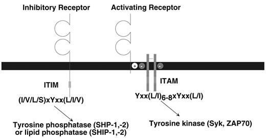 Figure 1. Schematic representation of activating and inhibitory immune receptors. / The prototype activating receptor is composed of a glycoprotein subunit containing an extracellular domain (often with an immunoglobulin-like or lectin-like structure) that is responsible for ligand binding. The ligand-binding receptor lacks intrinsic signaling activity, but pairs with an adapter protein possessing one or more ITAM in the cytoplasmic domain. The immunoreceptor tyrosine-based activation motifs (ITAM)-bearing adaptor protein, such as DAP12, FcεRIγ or CD3ζ are expressed on the cell surface as disulfide-bonded dimers; DAP12 is a homodimer, whereas FcεRIγ or CD3ζ, may form homodimers or heterodimers with each other. After ligand binding, tyrosine phosphorylation of the ITAM causes recruitment and activation of Syk or ZAP70 tyrosine kinases. The receptor and signaling adapter associate via interactions in their transmembranes, typically by a salt bridge formed by oppositely charged amino acids. The prototype inhibitory receptor has a ligand-binding extracellular domain and one or more immunoreceptor tyrosine-based inhibition motifs (ITIM) in the cytoplasmic region of the polypeptide. Binding of ligand causes tyrosine phosphorylation of the ITIM, resulting in recruitment and activation of a tyrosine phosphatase (SHP-1 or SHP-2) or a lipid phosphatase (SHIP-1 or SHIP-2).