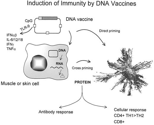 Figure 2. Pathways to induction of immunity following injection of a DNA vaccine. / Abbreviations: IFN, interferon; IL, interleukin; TNF, tumor necrosis factor