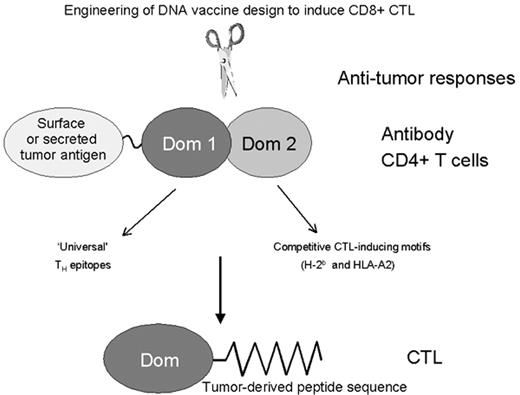 Figure 3. Modified DNA fusion vaccine to induce CD8+ T-cell responses. / The full-length FrC promotional sequence consists of 2 protein domains (Dom), Dom 1 and Dom 2. This is able to amplify antibody and CD4+ T-cell responses against fused tumor antigen. To induce CD8+ T cells, Dom 2, which contains potentially competitive MHC Class I-binding epitopes, was removed, and the candidate tumor peptide coding sequence was fused to the 3β² end of Dom 1. This engineered construct is able to induce epitope-specific CTL against a range of tumor epitopes.