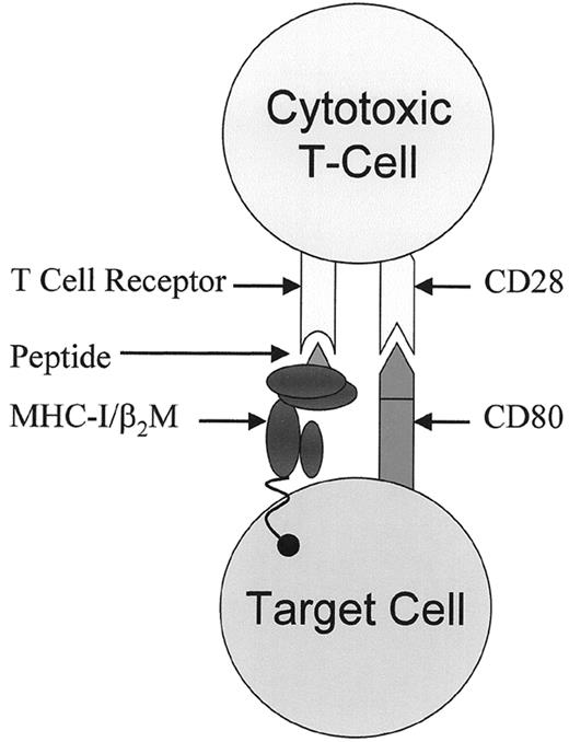 Figure 4. Two signals are required for T cell activation. / T lymphocytes reach activation threshold and are triggered to perform effector function, such as lysing target cells, after receiving two signals. The first is through the T cell receptor (TCR) and the second is through co-stimulatory receptors such as CD28.