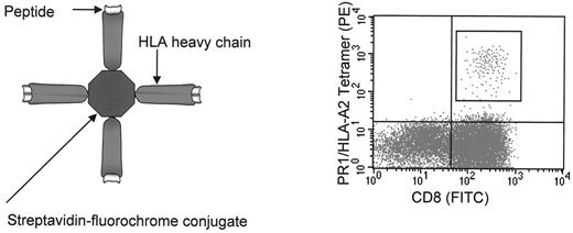 Figure 5. Antigen-specific T lymphocytes can be enumerated by peptide/MHC tetramers. / By linking four peptide/MHC monomers to a fluorochrome-conjugated streptavidin molecule, so-called peptide/MHC tetramers canb e used to label T lymphocytes that have T cell receptors (TCR) that are specific for the given peptide/MHC combination ligand. The spatial configuration of the tetramers allows for the required increase in binding avidity to stain the cells for analysis by flow cytometry. Sensitivity of this technique is often in the range of 0.01% to 0.1% of all CD8 cells.