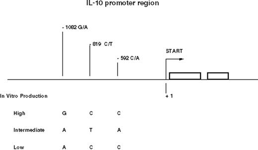 Figure 1. The three SNPs in the promoter region of the IL-10 gene form conserved haplotypes, GCC, ATA, and ACC, which are associated with IL-10 production. Polymorphism at the -1064 microsatellite locus is linked to these three haplotypes.