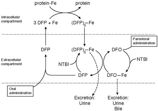 Figure 6. The concept of combination therapy. / Abbreviations: DFO, deferoxamine; DFP, deferiprone; NTBI, non-transferrin-bound iron. / Modified from Liu et al.20