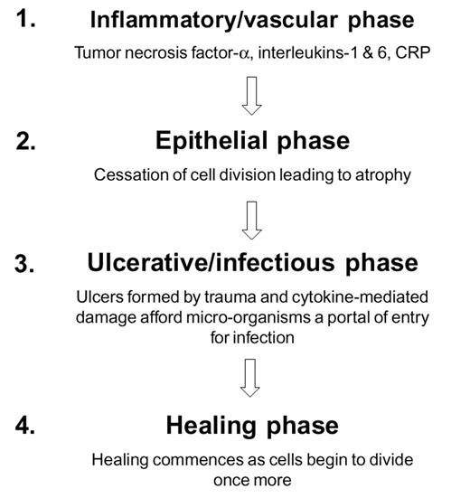 Figure 3. Biological model of oral mucositis. The 4 different phases of oral mucositis. Adapted from Sonis et al.24