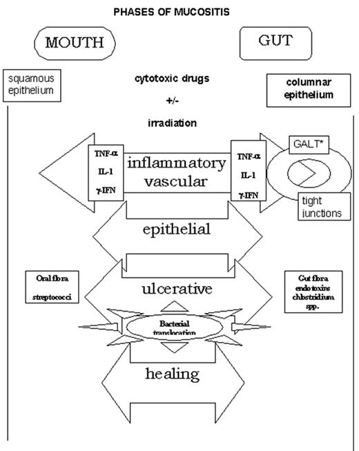Figure 4. Mucosal barrier injury of the gastrointestinal tract. / Mucosal barrier injury occurs in 4 phases. The first phase is the inflammatory/vascular phase and is characterised by the induction of proinflammatory cytokines interleukin (IL)-1, tumor necrosis factor (TNF)-alpha, and interferon (IFN)-gamma by cytotoxic drugs and irradation while the epithelial cells are still intact. The second phase is the epithelial phase when cells cease dividing and die. This coincides with neutropenia. The third phase is when necrosis and ulceration occur and is when the resident microbial flora and their products, e.g., endotoxin, translocate into the bloodstream. Moreover, impaired local defenses and lower levels of secretory IgA may allow local infection to develop. The final phase is when healing takes place. It involves the action of naturally occurring substances including trefoils, epithelial growth factors (EGFs), and transforming growth factors (TGFs). The events that take place in the gut are almost certainly more complicated than those occurring in the oral cavity since the gastrointestinal tract is intrinsically more complex in terms of its function. It possesses the specialized gastrointestinal-associated lymphoid tissue (GALT) system, and its resident microflora are more numerous and varied. / Blijlevens et al.17