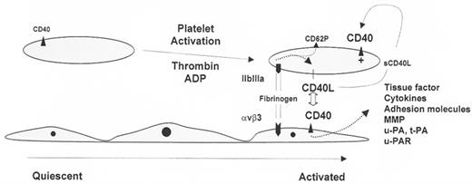 Figure 2. CD40-CD40L system as an example of platelet-endothelial interaction. / Shown are three endothelial cells and two platelets (not drawn to scale). Platelet activation results in increased expression of CD40 and CD40 ligand (CD40L). GPIIbIIIa-dependent adhesion of platelets to the endothelium results in CD40L-induced activation of endothelial cells with secondary induction of tissue factor, cytokines, adhesion molecules, metalloproteinases (MMP), urokinase-type plasminogen activator (u-PA), tissue-type plasminogen activator (t-PA), and urokinase receptor (u-PAR). Thus, the platelet indirectly orchestrates (via the endothelium) changes in coagulation, leukocyte trafficking, and extracellular matrix modeling/turnover. At the same time, the inter-action between platelet and endothelial cells results in GPIIbIIIa-mediated outside-in signaling with secondary induction of CD40L and CD62P (P-selectin) expression on the platelet surface. In addition, soluble trimeric CD40L (sCD40L), released from activated platelets, may engage platelet CD40 in an autocrine or paracrine manner (indicated by +), resulting in shape change and α-granule release. / Based in part on Inwald DP, McDowall A, Peters MJ, Callard RE, Klein NJ. CD40 is constitutively expressed on platelets and provides a novel mechanism for platelet activation. Circ Res. 2003 May 16;92(9):1041–1048 . Epub 2003 Apr 03 and May AE, Kalsch T, Massberg S, Herouy Y, Schmidt R, Gawaz M. Engagement of glycoprotein IIb/IIIa (alpha(IIb)beta3) on platelets upregulates CD40L and triggers CD40L-dependent matrix degradation by endothelial cells. Circulation. 2002;106(16):2111–2117.