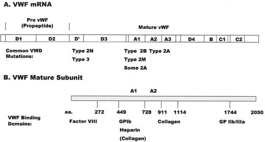 Figure 1. von Willebrand factor. / (A) mRNA showing the propeptide, designated gene regions (A–D), and below, locations where clusters of mutations occur in different types of VWD. / (B) Mature VWF peptide subunit (monomer) showing amino acid numbers (aa) and functional binding domains for ligands. / Abbreviations: mRNA, messenger RNA; VWD, von Willebrand disease; VWF, von Willebrand factor.