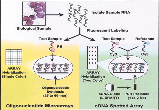 Shipp Figure 3. (in Braziel et al). Oligonucleotide versus cDNA microarrays. / Reprinted with permission from Ramaswamy S, Golub TR. DNA microarrays in clinical oncology. J Clin Oncol. 2002;20:1932.