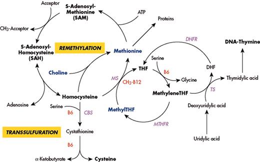 Green Figure 1. (in Carmel et al). Major pathways for remethylation and transsulfuration of homocysteine and related metabolic pathways, showing substrates, cofactors and enzymes. / Abbreviations: MS, methionine synthase; CbS, cystathionine beta synthase; MTHFR, methylenetetrahydrofolate reductase; DHFR, dihydrofolate reductase; TS, thymidylate synthase; THF, tetrahydrofolate.