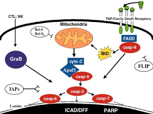 Reed Figure 10. (in Carroll et al). Apoptosis pathways. Some of the better-defined apoptosis pathways are depicted. FLIP, Bcl-2/Bcl-XL, and IAPs suppress specific steps in the extrinsic, intrinsic, and convergence pathways, respectively.