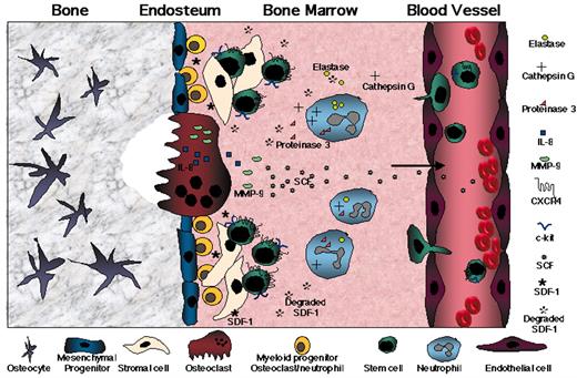 Lapidot Figure 1. (in Cottler-Fox et al). A model for stress-induced mobilization. / DNA-damaging chemotherapy drugs such as Cy and inflammatory cytokines such as G-CSF first induce a transient increase in SDF-1 levels within the BM as part of the alarm situation. Next, G-CSF directly and indirectly (via secretion of IL-8, SDF-1, and other factors) triggers neutrophils to proliferate and release proteases such as elastase, cathepsin G, and proteinase 3. In parallel, proliferation and activation of osteoclasts, which release the mobilizing chemokine IL-8 and secrete MMP-9 in response to SDF-1 stimulation, take place. The massive inflammatory proteolytic enzyme activity leads to degradation of stem cell anchorage and retention signals (VCAM-1 and SDF-1), inactivation of G-CSF, and remodeling of the BM extracellular matrix. MMP-9 mediates shedding of membrane-bound SCF, which together with proteinase 3 induces progenitor cell proliferation and CXCR4 upregulation, followed by partial inactivation of CXCR4 and c-kit by the proteolytic machinery. These sequential events, which are repeated and intensified after each cycle of G-CSF stimulation, orchestrate the egress of progenitors from the BM into the circulation. / Abbreviations: BM, bone marrow; CXCR4, CXC chemokine receptor 4; Cy, cyclophosphamide; G-CSF, granulocyte colony-stimulating factor; IL-8, interleukin-8; MMP-9, matrix metalloproteinase 9; SCF, stem cell factor; SDF-1, stromal-derived cell factor-1; VCAM-1, vascular cell adhesion molecule 1.