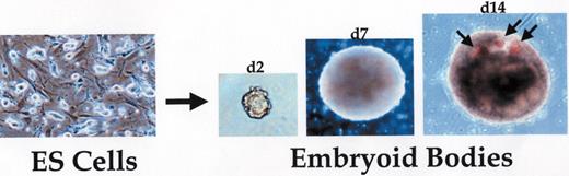 Daley Figure 1. In vitro differentiation of embryonic stem (ES) cells into embryoid bodies. / Left panel shows undifferentiated ES cells growing on mouse embryonic fibroblasts. Removal of the ES cells from the feeder cells and dispersal into semi-solid media or growth in hanging drop cultures initiates aggregation of cells and spontaneous differentiation. The resulting cystic structures, called embryoid bodies, grow in size over time and support locally organized tissue structures. In the right panel, arrows indicate blood islands consisting of hemoglobinized erythrocytes, mimicking the formation of similar structures in the developing yolk sac of the murine embryo.