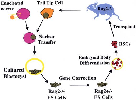 Daley Figure 2. Treatment of genetic immune deficiency in the mouse by therapeutic cloning. / The Rag2−/− mouse lacks all B and T cell function as a result of homozygous deletion of the Recombinase Activating Gene 2 (Rag2). Cells from a clipping of the mouse tail were cultured briefly. Using micromanipulation, the nucleus of a tail-tip cell was removed and inserted into a donor egg, whose own nucleus had been removed by micromanipulation. The reconstructed zygote underwent cleavage and development to blastocyst stage, after which the cells of the inner cell mass were removed and placed in culture, forming an ES cell line with genetic equivalence to the Rag2−/− mouse. One of the two defective Rag2 alleles was replaced with an intact copy by homologous recombination, generating a repaired ntESRag2+/− cell line. These cells were differentiated in vitro into hematopoietic stem cells, and used to transplant irradiated immune-deficient Rag2−/− recipients. Engrafted mice showed restoration of T and B cell populations and production of serum immunoglobulin, demonstrating the feasibility of combined gene and cell therapy (therapeutic cloning; Rideout et al27).