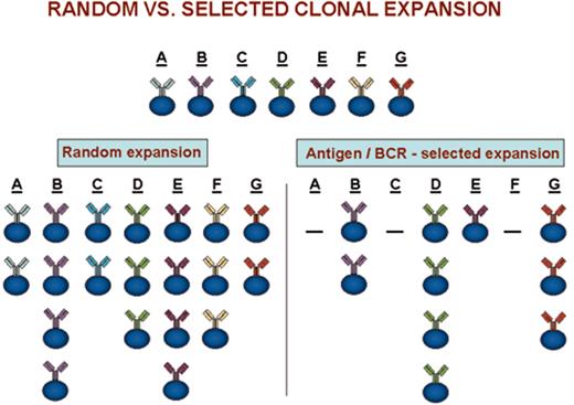 Chiorazzi Figure 1. (in Keating et al). Clonal expansions that could occur after random versus antigen/BCR-selected cellular triggering.