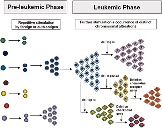 Chiorazzi Figure 3. (in Keating et al). Model for the development and evolution of B-CLL cells. / See text for description. Note that the specific chromosomal changes are illustrations of the principle of clonal diversification; their presence and sequence of occurrence are not to be taken literally.