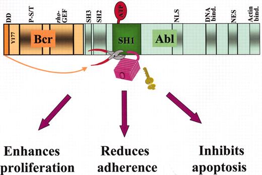 Melo et al Figure 1. Structure of the p210Bcr-Abl fusion protein and mechanisms of leukemogenesis. / Some of the important functional domains on the Bcr and Abl moieties are shown: in Bcr, the dimerization domain (DD), the Y177 autophosphorylation site for adaptor protein binding, the phosphoserine/phosphothreonine-rich sequences(P-S/T) on the SH2-binding domain, and the region homologous to Rho guanidine nucleotide exchange factors (Rho-GEF); in Abl, the Src-homology SH2 and SH3 regulatory domains, the tyrosine kinase (SH1) domain where binding to ATP and substrate takes place, 1 of the 3 nuclear localization signal (NLS), 1 of 3 DNA-binding, a nuclear export signal (NES) and 1 of 2 actin-binding domains. Disruption of the tightly regulated tyrosine kinase activity of Abl by dimerization of the protein effected by BCR first exon sequences (indicated by the arrow) results cellular responses that characterize the leukemic phenotype.